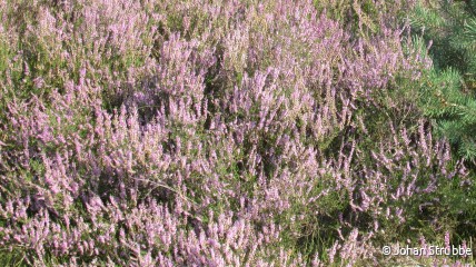 Geleide natuurwandeling in het gebied "Welvaart en Hegte Heyde"